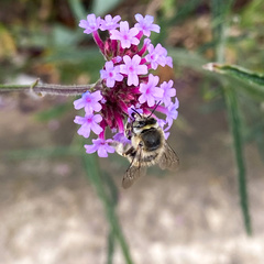 Anthophora quadrimaculata
