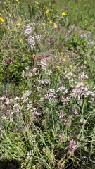 Asperula tenella