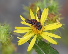 Dianthidium floridiense