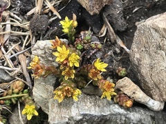 Sedum alpestre