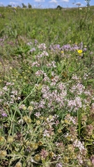 Asperula tenella