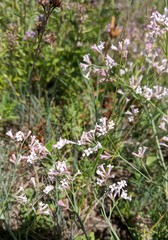 Asperula tenella