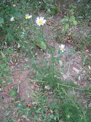 Tripleurospermum inodorum