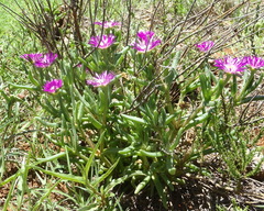 Delosperma cooperi