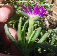 Delosperma cooperi