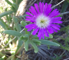 Delosperma cooperi