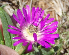 Delosperma cooperi