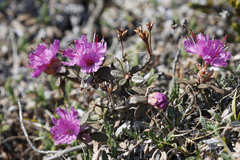 Rhododendron lapponicum