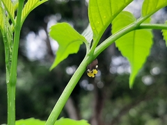 Membracis mexicana
