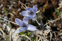 Pulsatilla multiceps