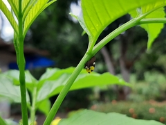 Membracis mexicana