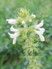 Stachys annua