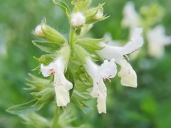 Stachys annua