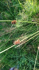 Juncus effusus