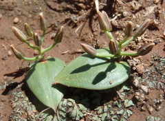 Eriospermum corymbosum
