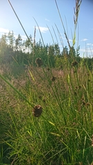 Juncus effusus
