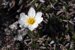 Dryas