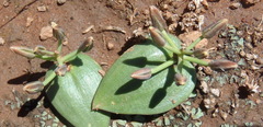 Eriospermum corymbosum