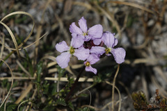 Parrya nudicaulis