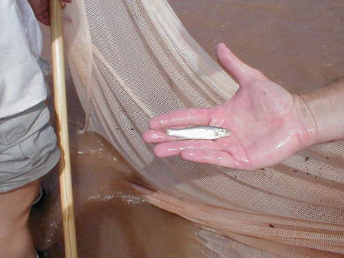 Rio Grande Silvery Minnow