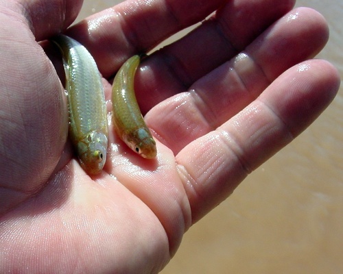 Rio Grande Silvery Minnow