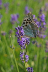 Argynnis paphia