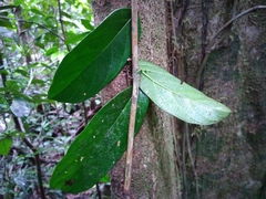 Ampelocera macrocarpa