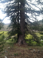 Pinus contorta murrayana