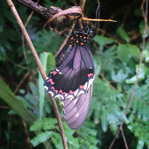 Polydamas Swallowtail