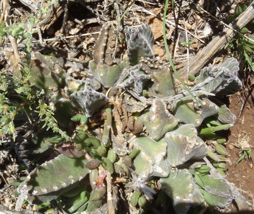 Stapelia grandiflora