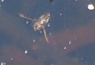 Nepomorpha
