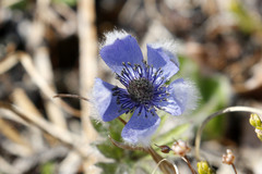 Pulsatilla multiceps