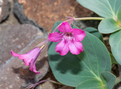 Cycladenia humilis humilis