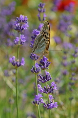 Argynnis paphia