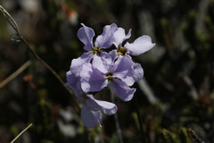 Parrya nudicaulis