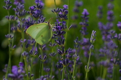Gonepteryx rhamni