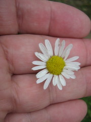 Tripleurospermum inodorum