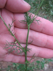 Tripleurospermum inodorum