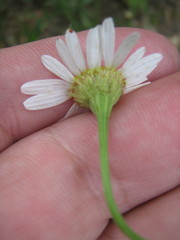 Tripleurospermum inodorum