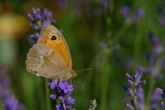 Maniola jurtina