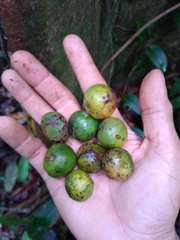 Ampelocera macrocarpa