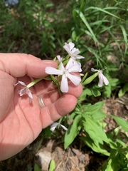 Saponaria officinalis