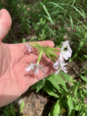 Saponaria officinalis