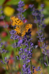 Polygonia c-album