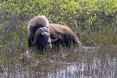Ovibos moschatus