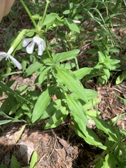 Saponaria officinalis