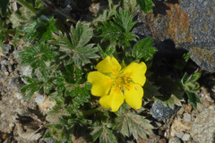 Potentilla hyparctica