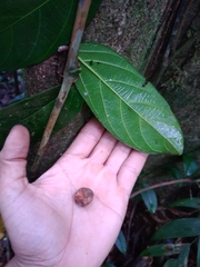 Ampelocera macrocarpa