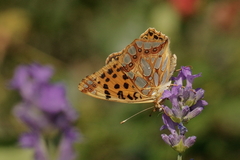 Issoria lathonia