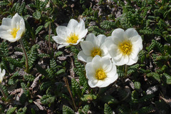 Dryas